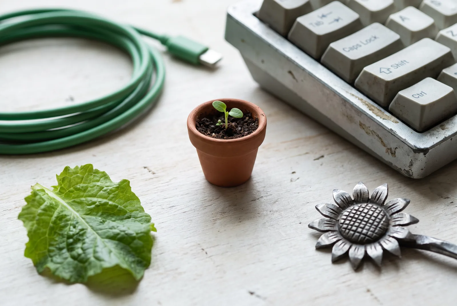 Seedling beside a keyboard and cable